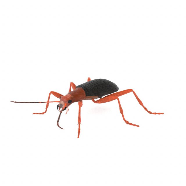 bombardier beetle 3D Model .c4d .max .obj .3ds .fbx .stl .blend 