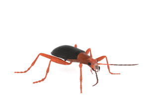 bombardier beetle 3D Model