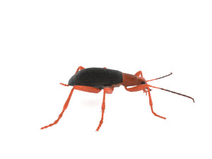 bombardier beetle 3D Model