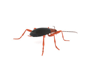 bombardier beetle 3D Model
