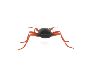 bombardier beetle 3D Model