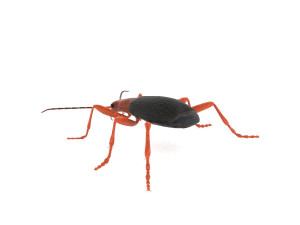bombardier beetle 3D Model