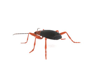bombardier beetle 3D Model
