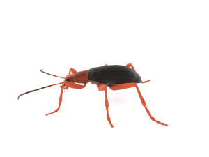 bombardier beetle 3D Model