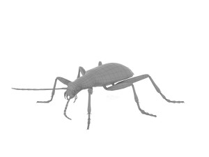 bombardier beetle 3D Model