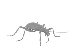bombardier beetle 3D Model