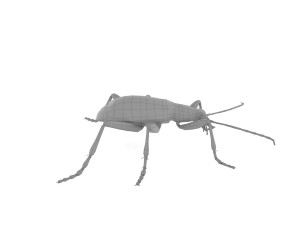 bombardier beetle 3D Model