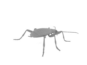 bombardier beetle 3D Model