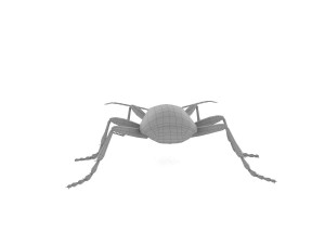 bombardier beetle 3D Model