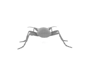 bombardier beetle 3D Model