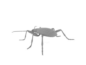 bombardier beetle 3D Model