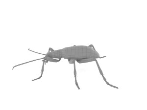 bombardier beetle 3D Model