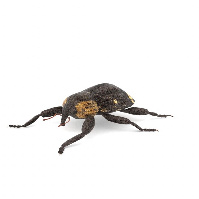 weevil echinodera hypocrita 3D Model .c4d .max .obj .3ds .fbx .stl .blend 