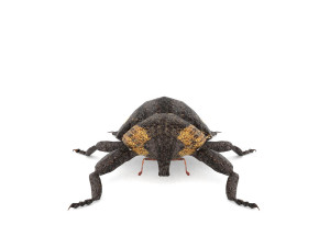 weevil echinodera hypocrita 3D Model
