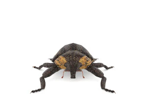 weevil echinodera hypocrita 3D Model