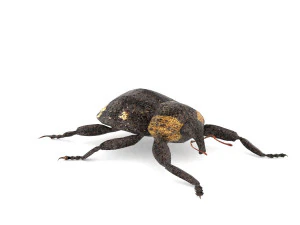 weevil echinodera hypocrita 3D Model
