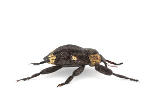 weevil echinodera hypocrita 3D Model