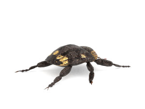 weevil echinodera hypocrita 3D Model