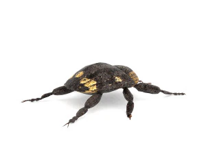 weevil echinodera hypocrita 3D Model