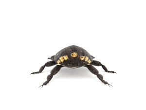 weevil echinodera hypocrita 3D Model