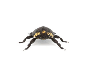 weevil echinodera hypocrita 3D Model