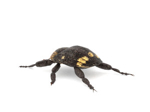 weevil echinodera hypocrita 3D Model
