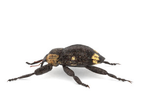 weevil echinodera hypocrita 3D Model