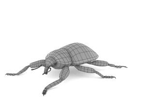 weevil echinodera hypocrita 3D Model