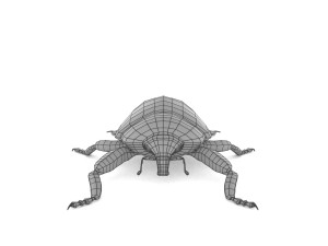 weevil echinodera hypocrita 3D Model