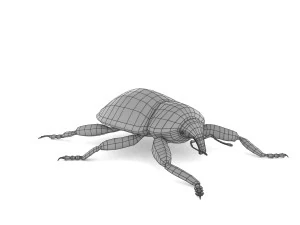 weevil echinodera hypocrita 3D Model