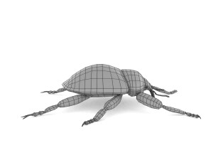 weevil echinodera hypocrita 3D Model