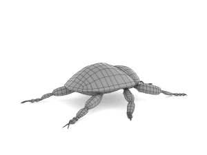 weevil echinodera hypocrita 3D Model