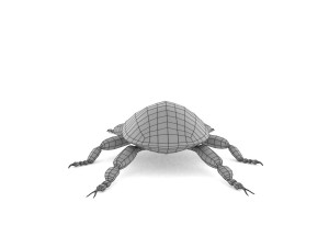 weevil echinodera hypocrita 3D Model