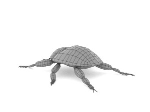 weevil echinodera hypocrita 3D Model