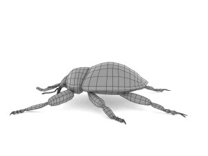 weevil echinodera hypocrita 3D Model