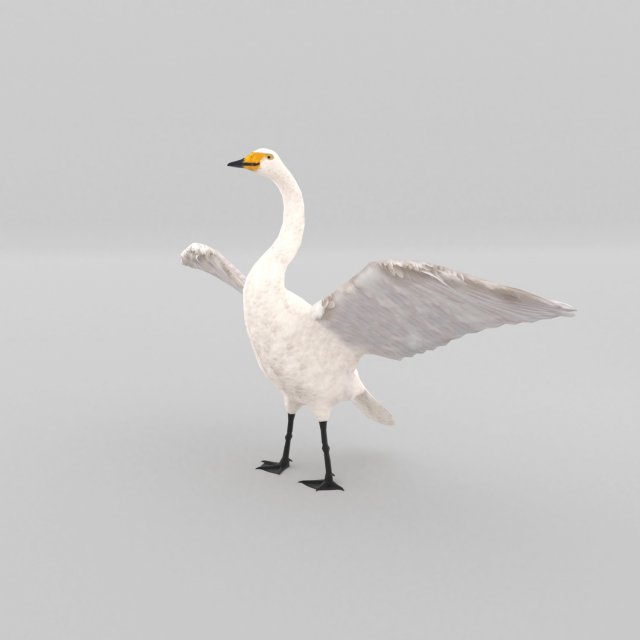 whooper swan cygnus cygnus Modèle 3D .c4d .max .obj .3ds .fbx .stl .blend 