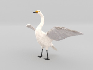 whooper swan cygnus cygnus 3D Model