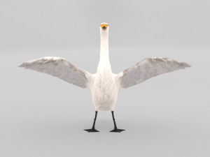 whooper swan cygnus cygnus Modèle 3D