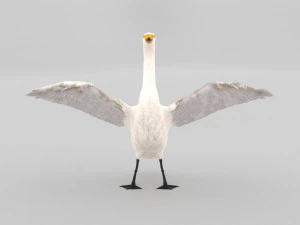 whooper swan cygnus cygnus 3D Model