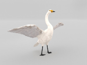 whooper swan cygnus cygnus Modèle 3D