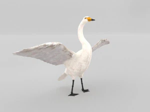 whooper swan cygnus cygnus 3D Model