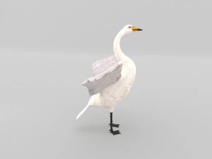 whooper swan cygnus cygnus 3D Model