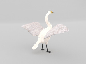 whooper swan cygnus cygnus Modèle 3D