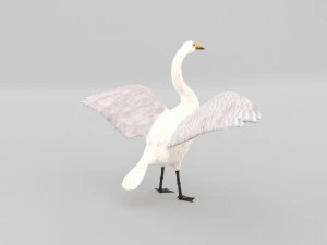 whooper swan cygnus cygnus 3D Model