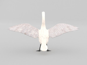 whooper swan cygnus cygnus Modèle 3D