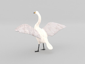 whooper swan cygnus cygnus Modèle 3D