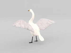 whooper swan cygnus cygnus 3D Model
