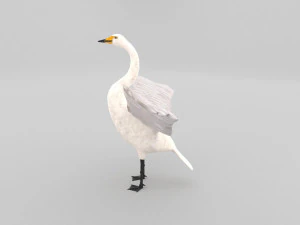 whooper swan cygnus cygnus 3D Model