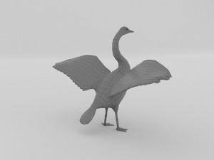 whooper swan cygnus cygnus Modèle 3D