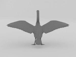 whooper swan cygnus cygnus 3D Model